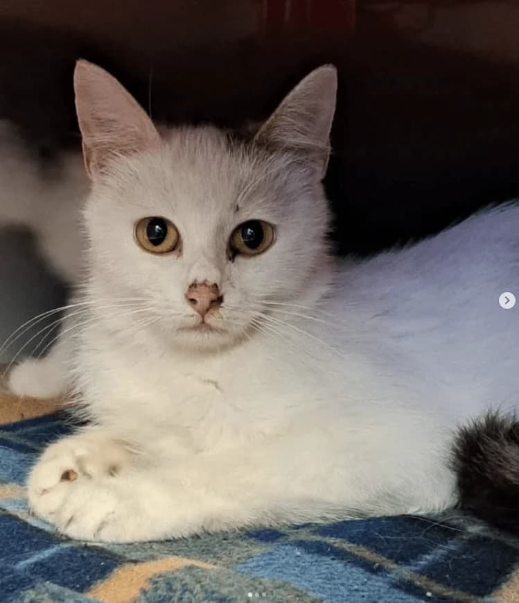 Snowie, female young Mixed Breed Cat for adoption at Tierheim Theo, Theo