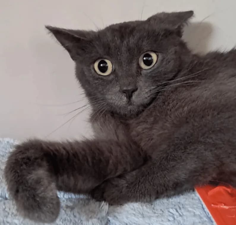 Tabby, female Mixed Breed Cat for adoption at Tierheim Theo, Theo