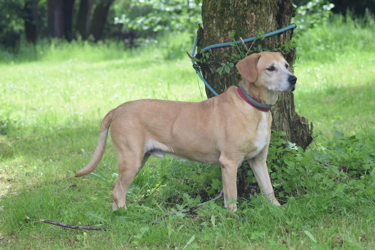 Viktor, male Mixed Breed for adoption at Villach