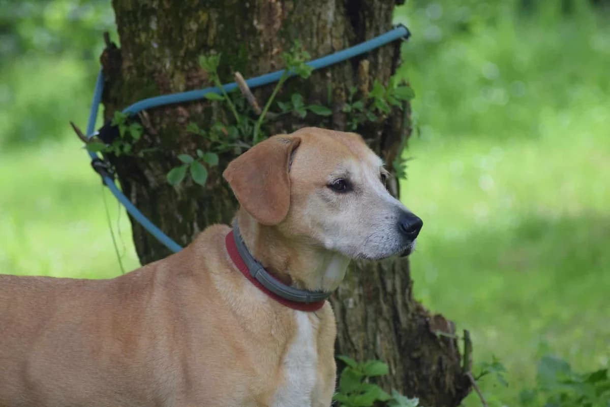 Viktor, male Mixed Breed for adoption at Kärntner Tierschutzverein Villach, Villach photo 2