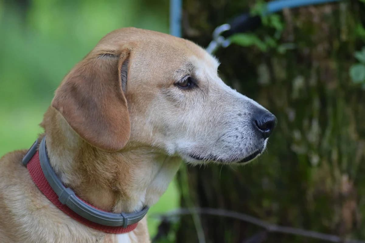 Viktor, male Mixed Breed for adoption at Kärntner Tierschutzverein Villach, Villach photo 3