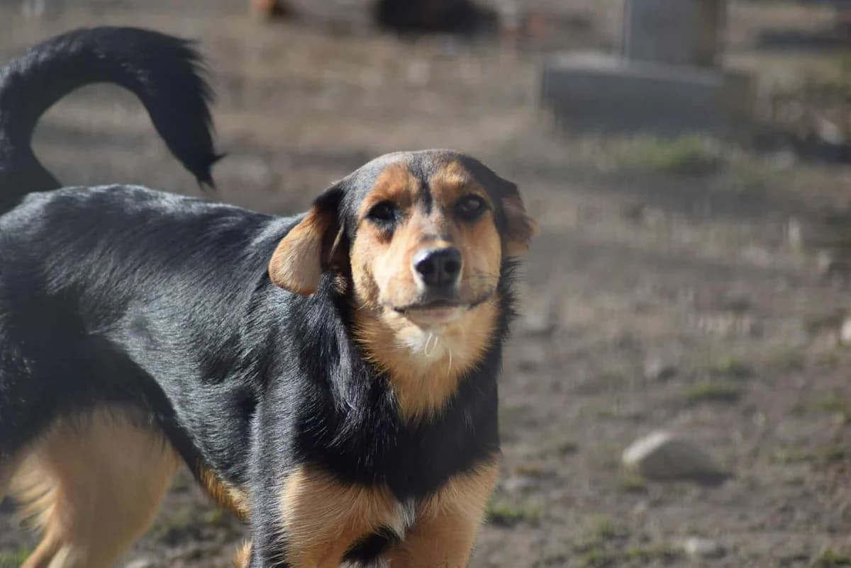 Geo, male Mixed Breed for adoption at Villach