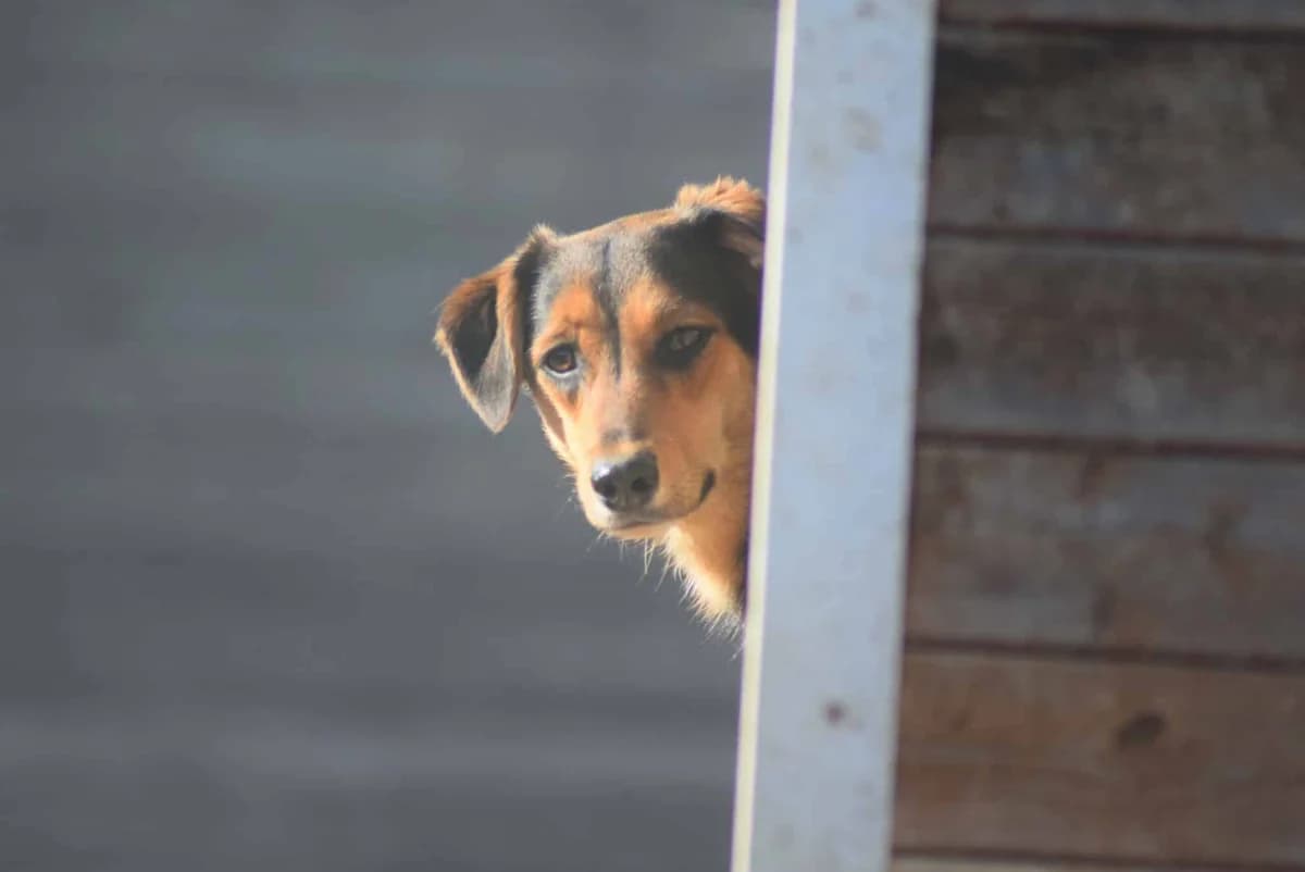 Geo, male Mixed Breed for adoption at Kärntner Tierschutzverein Villach, Villach photo 2
