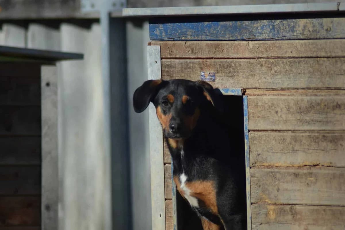 Theo, male Mixed Breed for adoption at Villach