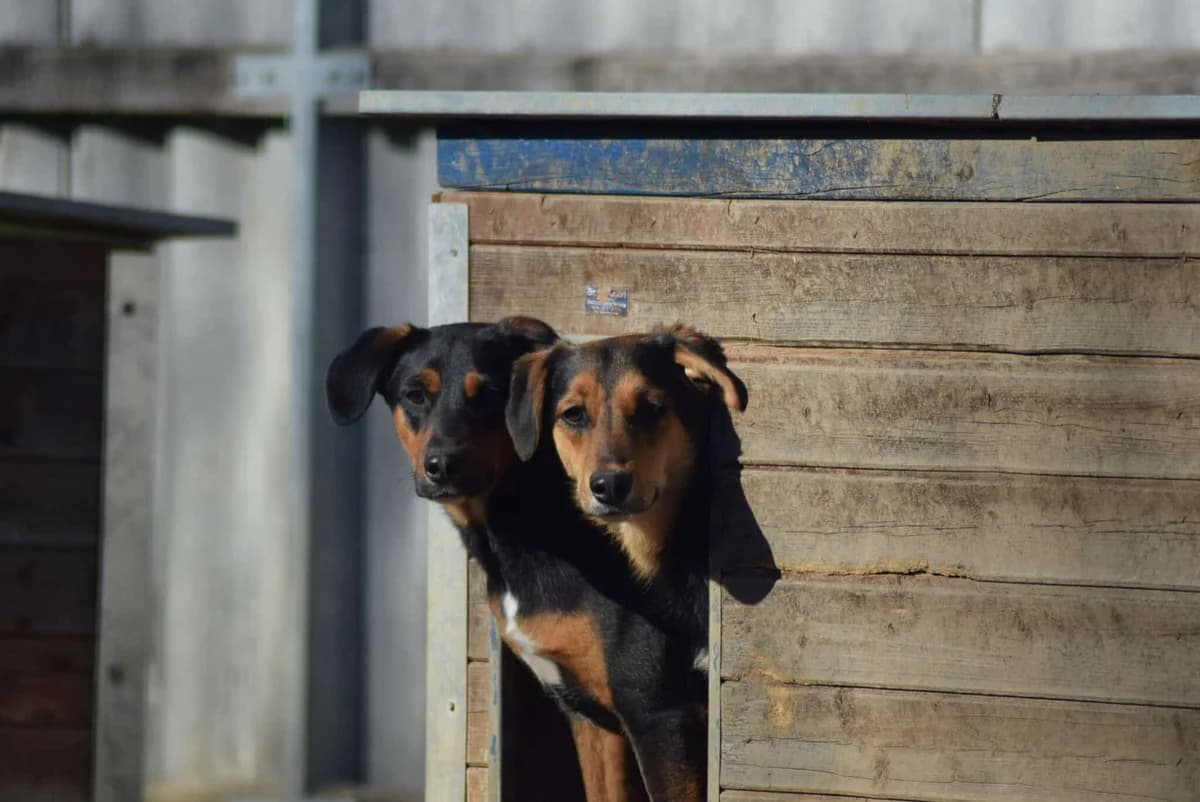 Theo, male Mixed Breed for adoption at Kärntner Tierschutzverein Villach, Villach photo 3