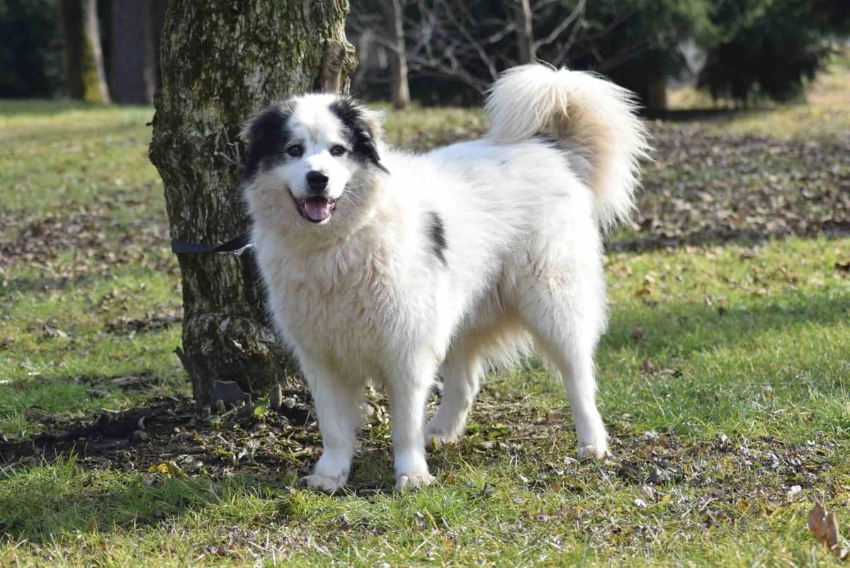 Somba, male Mixed Breed for adoption at Villach