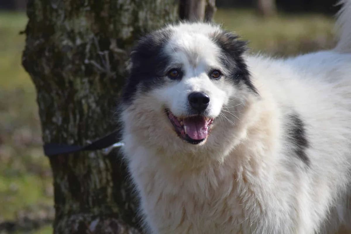 Somba, male Mixed Breed for adoption at Kärntner Tierschutzverein Villach, Villach photo 2