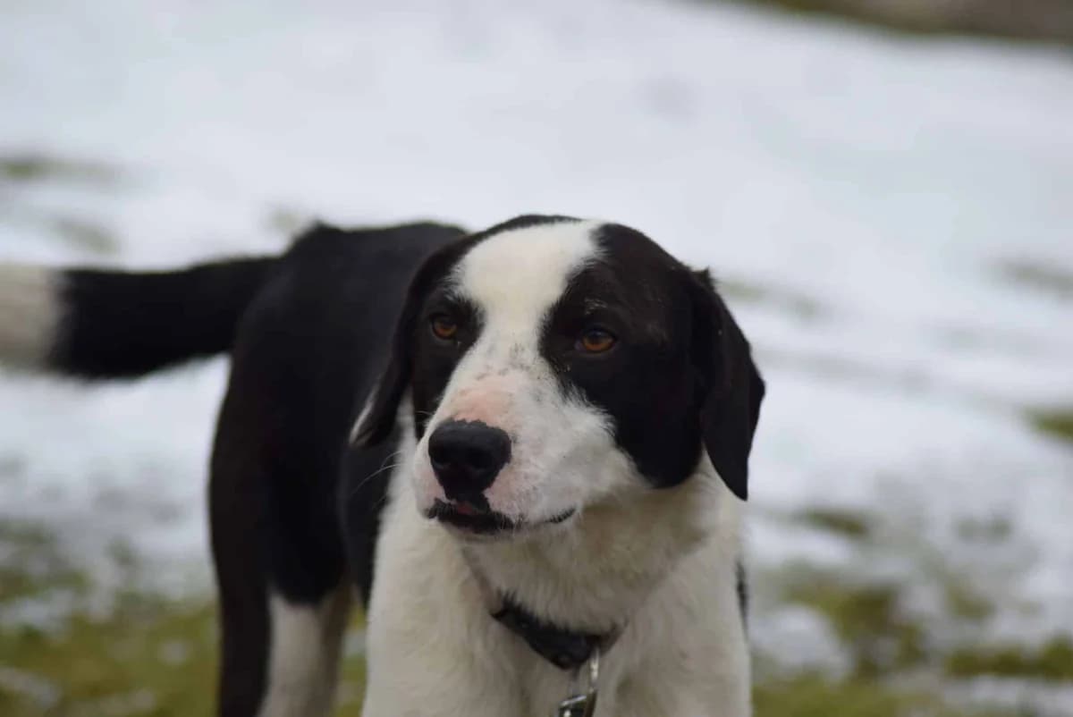 Milan, male Mixed Breed for adoption at Villach