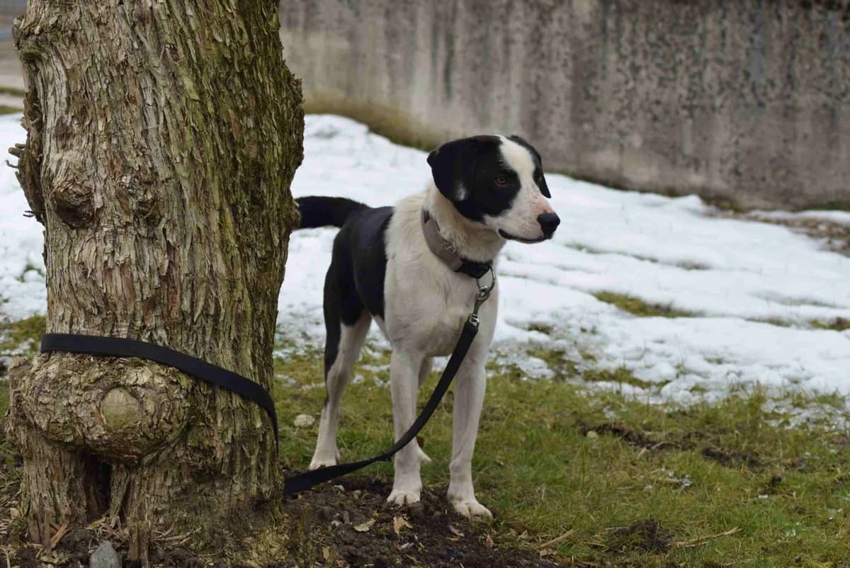 Milan, male Mixed Breed for adoption at Kärntner Tierschutzverein Villach, Villach photo 2