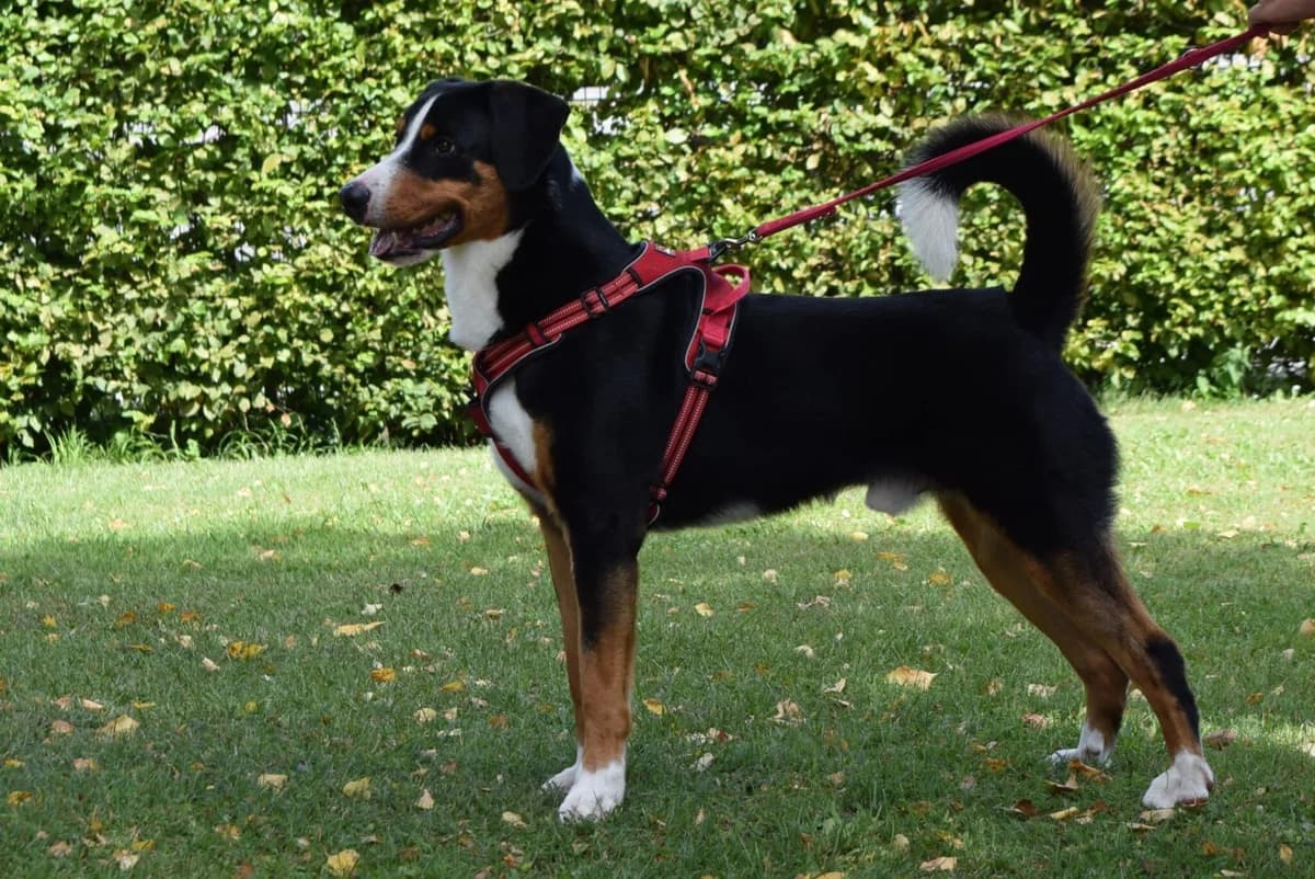 Buddy, male Mixed Breed for adoption at Kärntner Tierschutzverein Villach, Villach photo 2