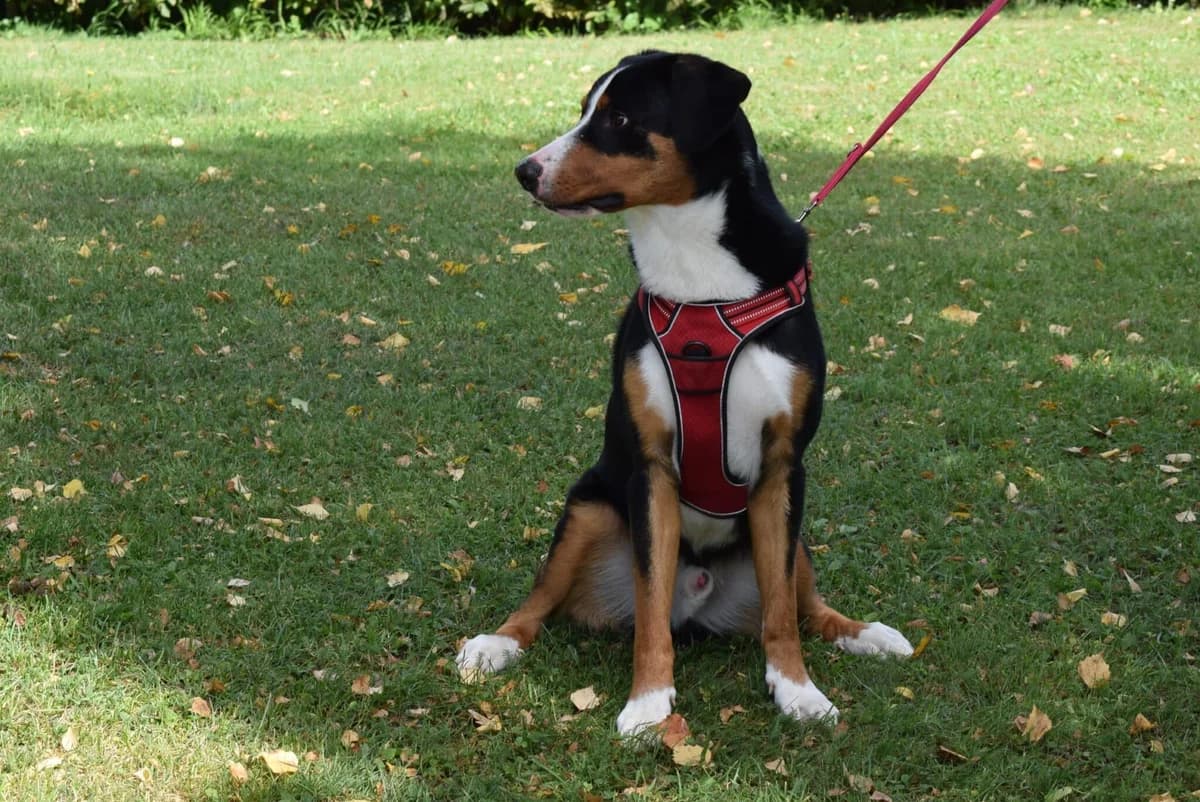 Buddy, male Mixed Breed for adoption at Kärntner Tierschutzverein Villach, Villach photo 3