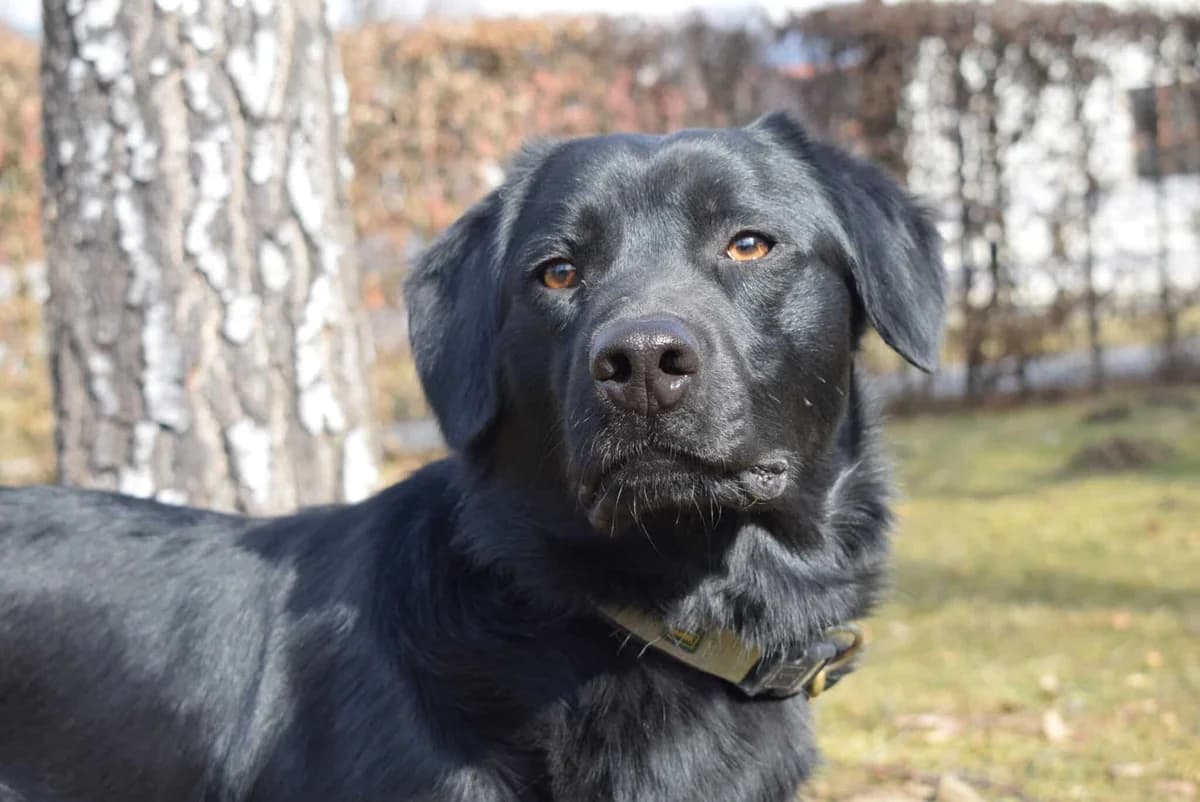 Odie, male Mixed Breed for adoption at Villach