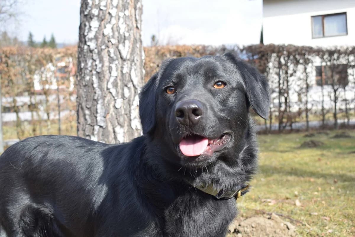 Odie, male Mixed Breed for adoption at Kärntner Tierschutzverein Villach, Villach photo 2