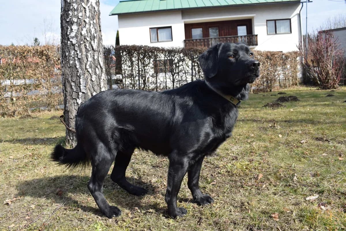 Odie, male Mixed Breed for adoption at Kärntner Tierschutzverein Villach, Villach photo 3