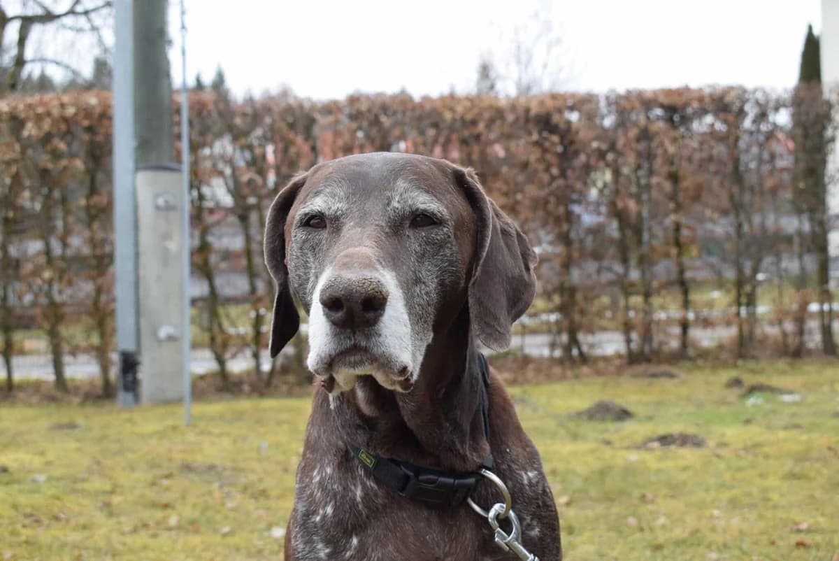 Ares, male mixed breed for adoption at Villach