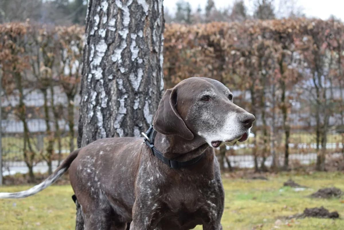 Ares, male mixed breed for adoption at Kärntner Tierschutzverein Villach, Villach photo 2