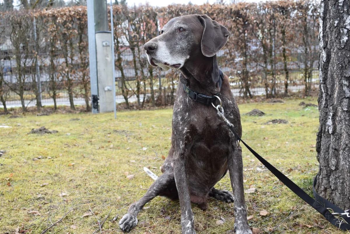 Ares, male mixed breed for adoption at Kärntner Tierschutzverein Villach, Villach photo 3