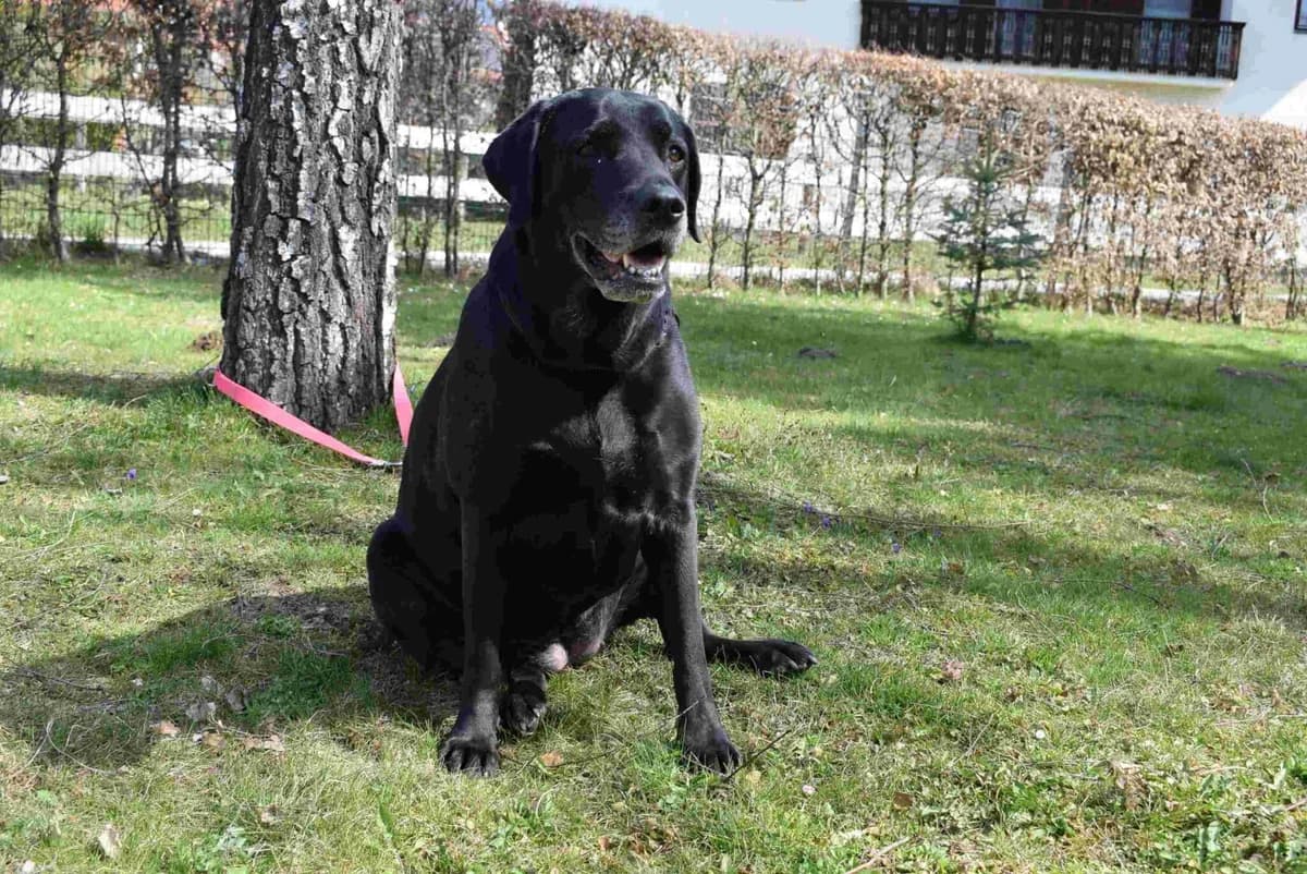 Marly, female Labrador Retriever for adoption at Villach