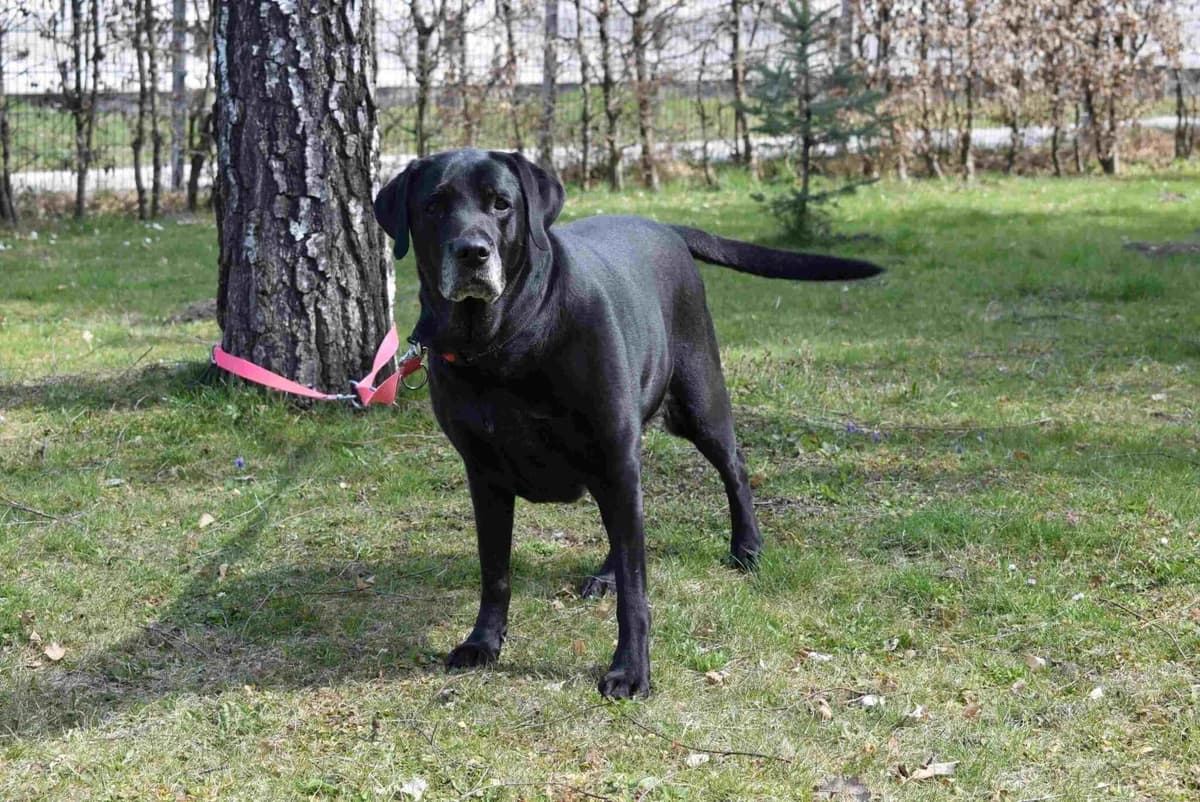 Marly, female Labrador Retriever for adoption at Kärntner Tierschutzverein Villach, Villach photo 2