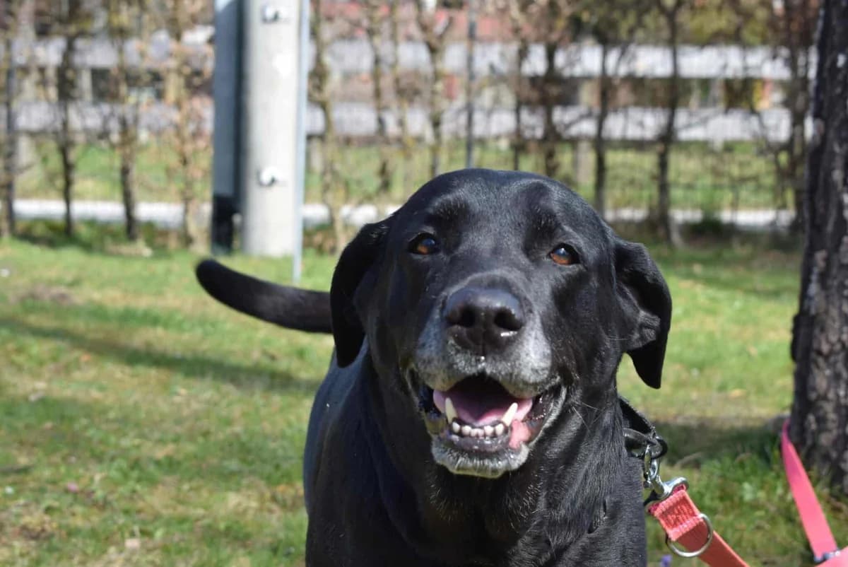 Marly, female Labrador Retriever for adoption at Kärntner Tierschutzverein Villach, Villach photo 3
