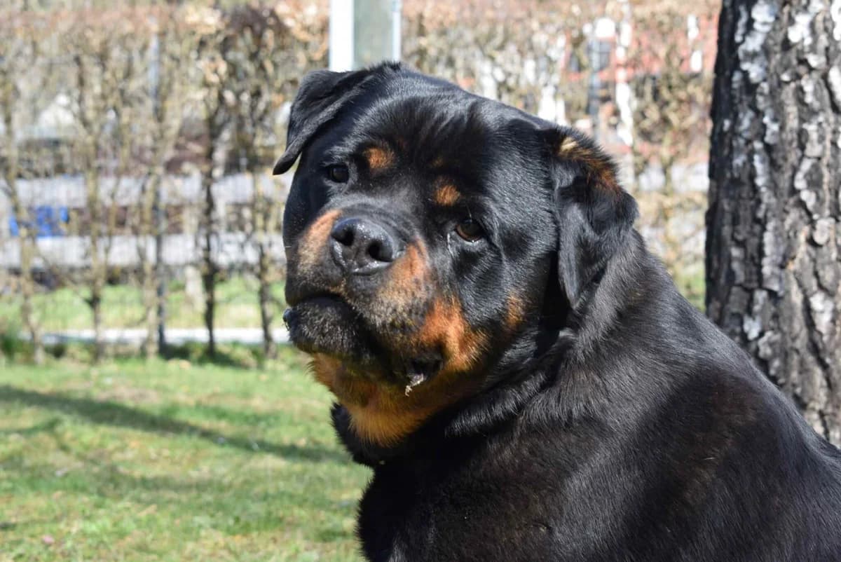 Kira, schwarz- braune Abzeichen female 5yo Rottweiler for adoption at Kärntner Tierschutzverein Villach, Villach