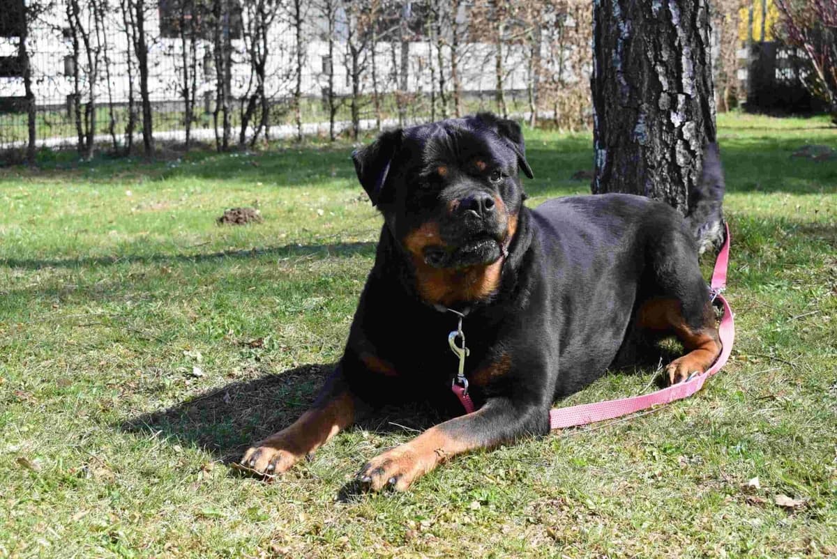 Kira, female Rottweiler for adoption at Kärntner Tierschutzverein Villach, Villach photo 2