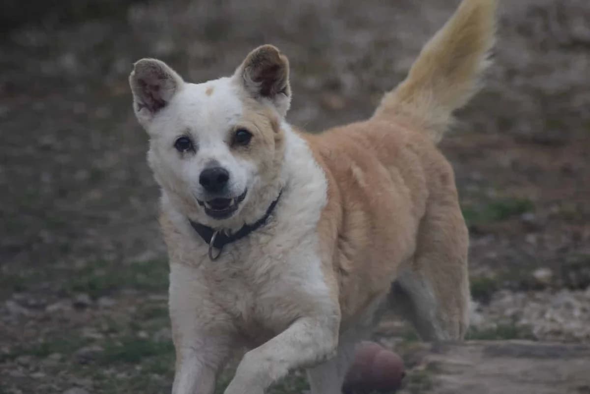 Brik, male Mixed Breed for adoption at Kärntner Tierschutzverein Villach, Villach