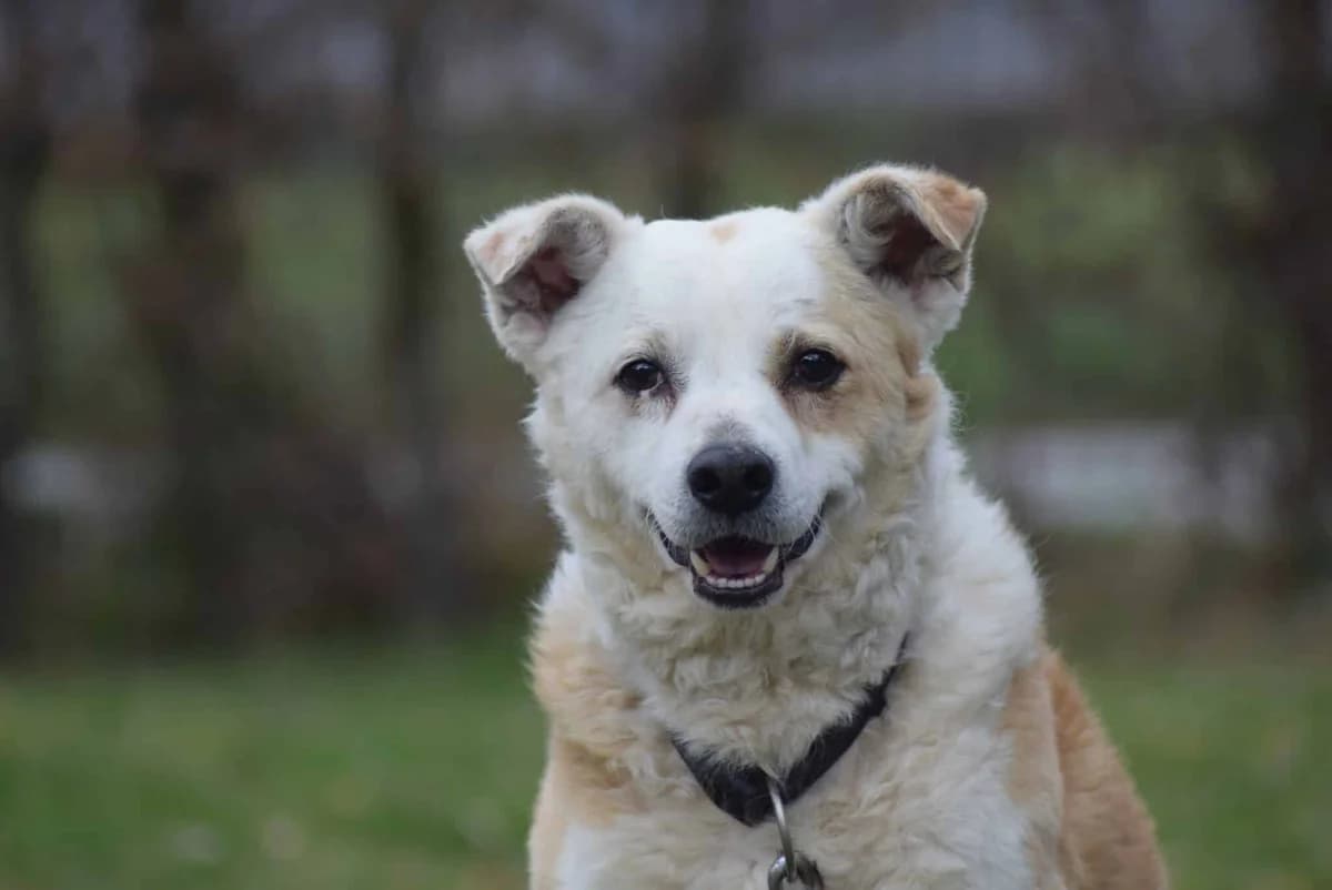 Brik, male Mixed Breed for adoption at Kärntner Tierschutzverein Villach, Villach photo 2