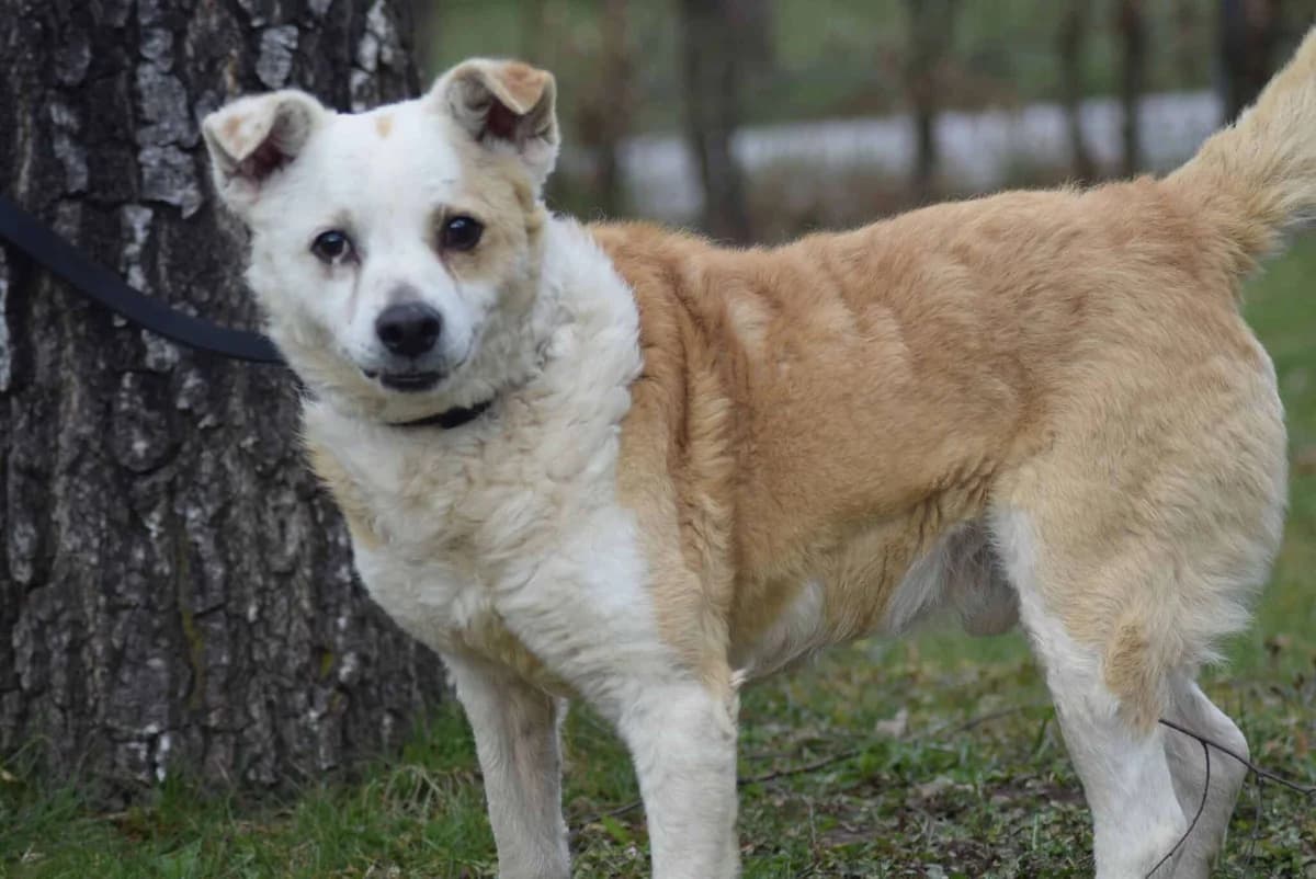 Brik, male Mixed Breed for adoption at Kärntner Tierschutzverein Villach, Villach photo 3