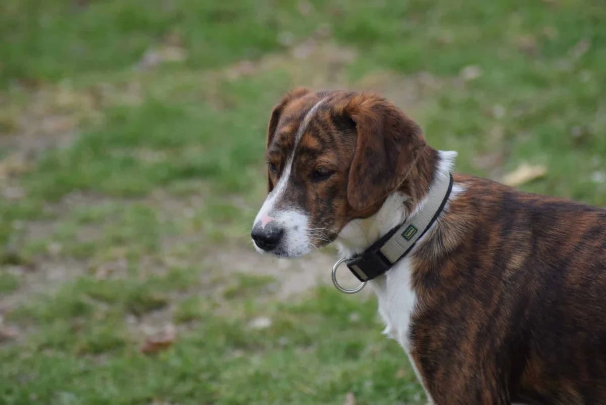 Luno, male Mixed Breed for adoption at Villach