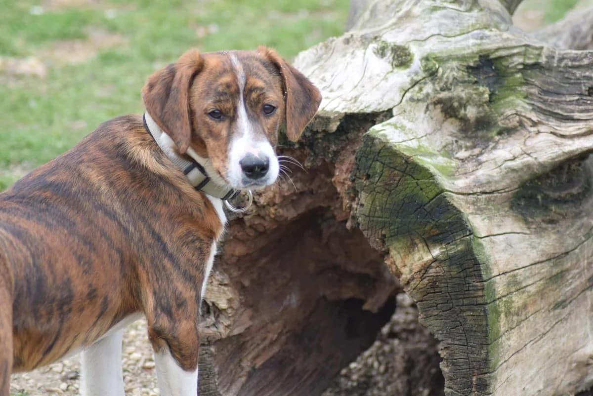 Luno, male Mixed Breed for adoption at Kärntner Tierschutzverein Villach, Villach photo 2