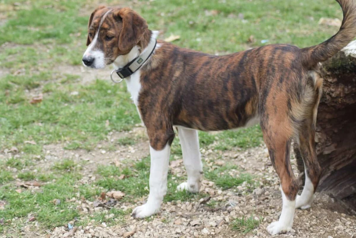 Luno, male Mixed Breed for adoption at Kärntner Tierschutzverein Villach, Villach photo 3