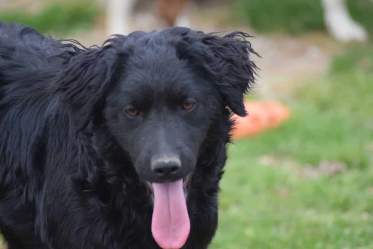 Elli, female Mixed Breed for adoption at Villach