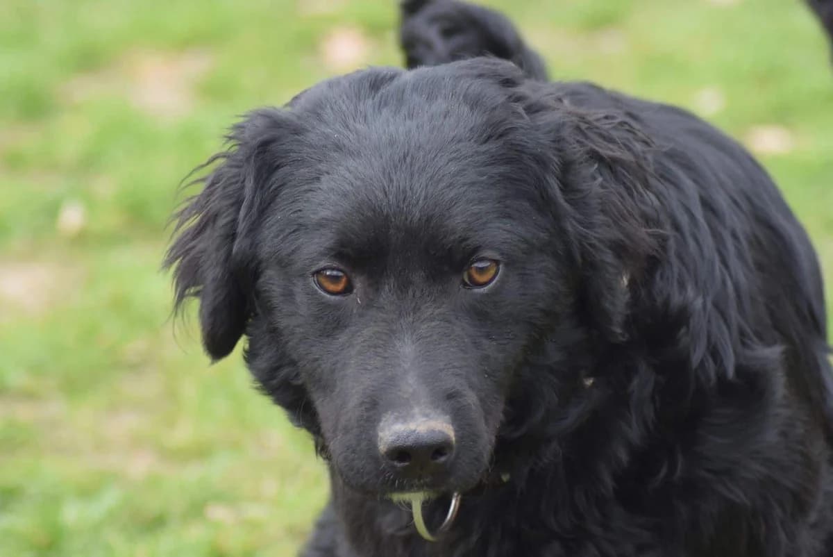 Elli, female Mixed Breed for adoption at Kärntner Tierschutzverein Villach, Villach photo 2