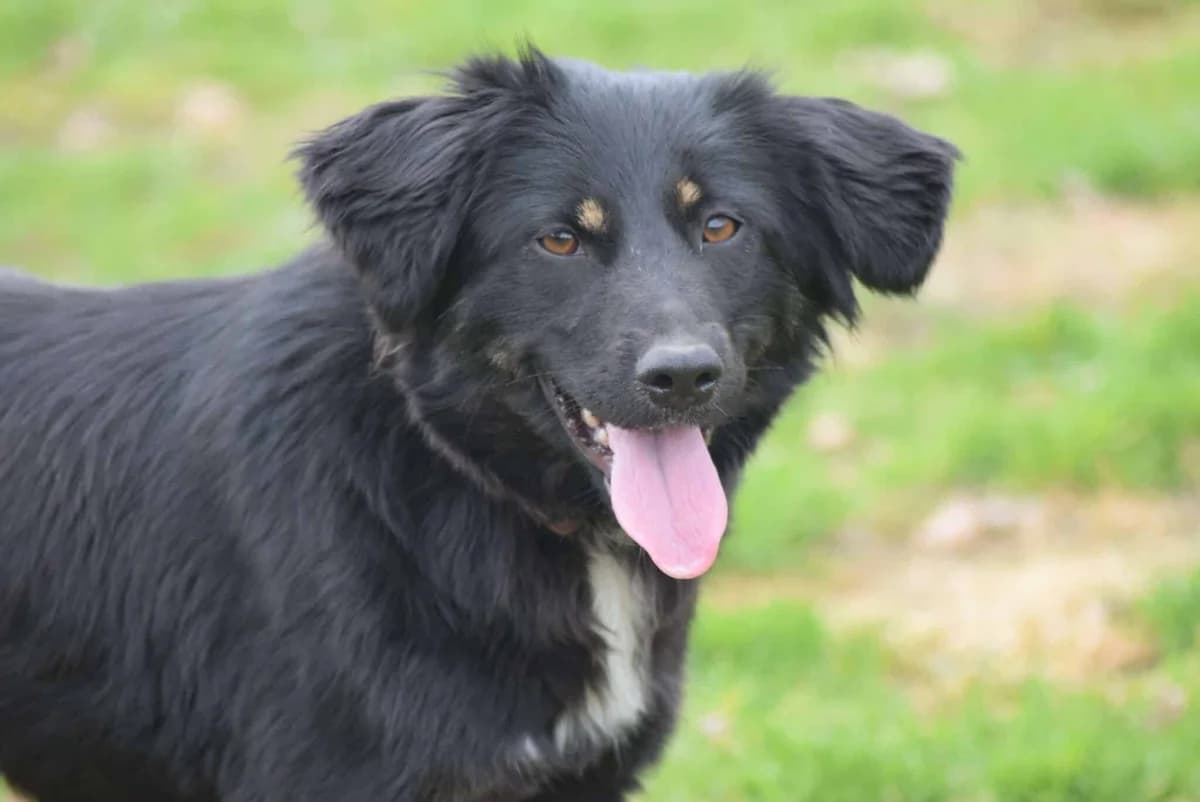 Lea, female Mixed Breed for adoption at Villach