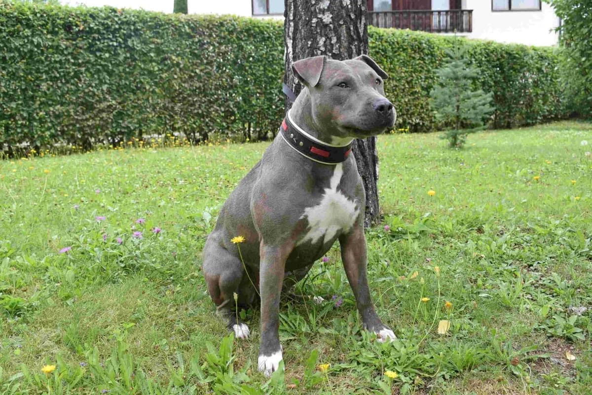 Harley Quinn, blau-weiß female American Staffordshire Terrier for adoption at Kärntner Tierschutzverein Villach, Villach