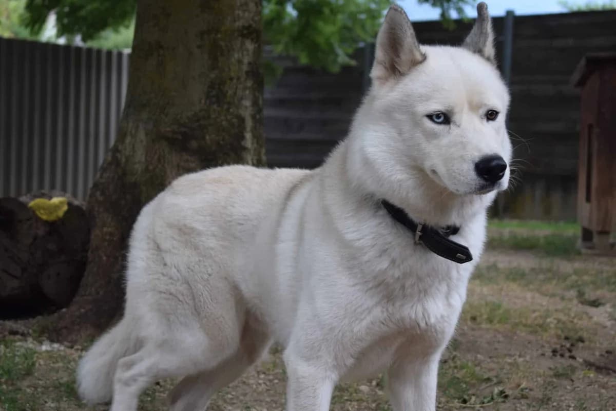 Iron, weiß- grau male young Husky for adoption at Kärntner Tierschutzverein Villach, Villach