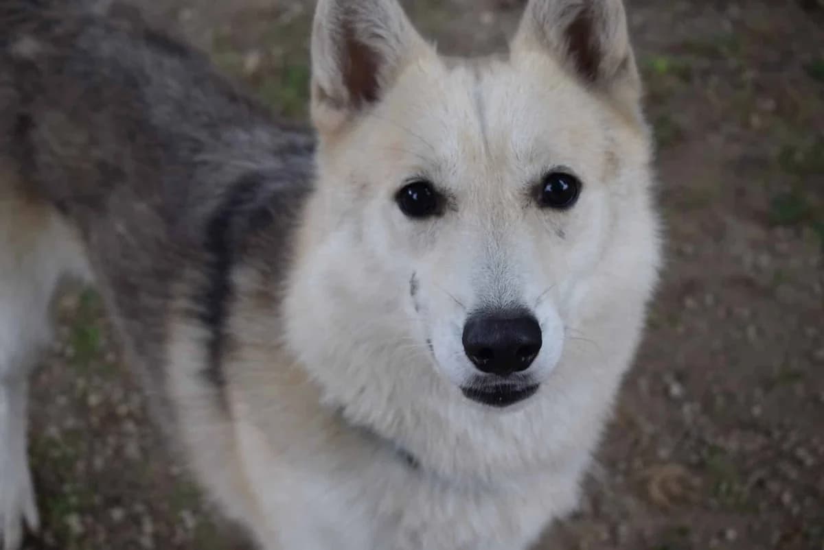 Ares, weiß- grau male young Husky for adoption at Kärntner Tierschutzverein Villach, Villach