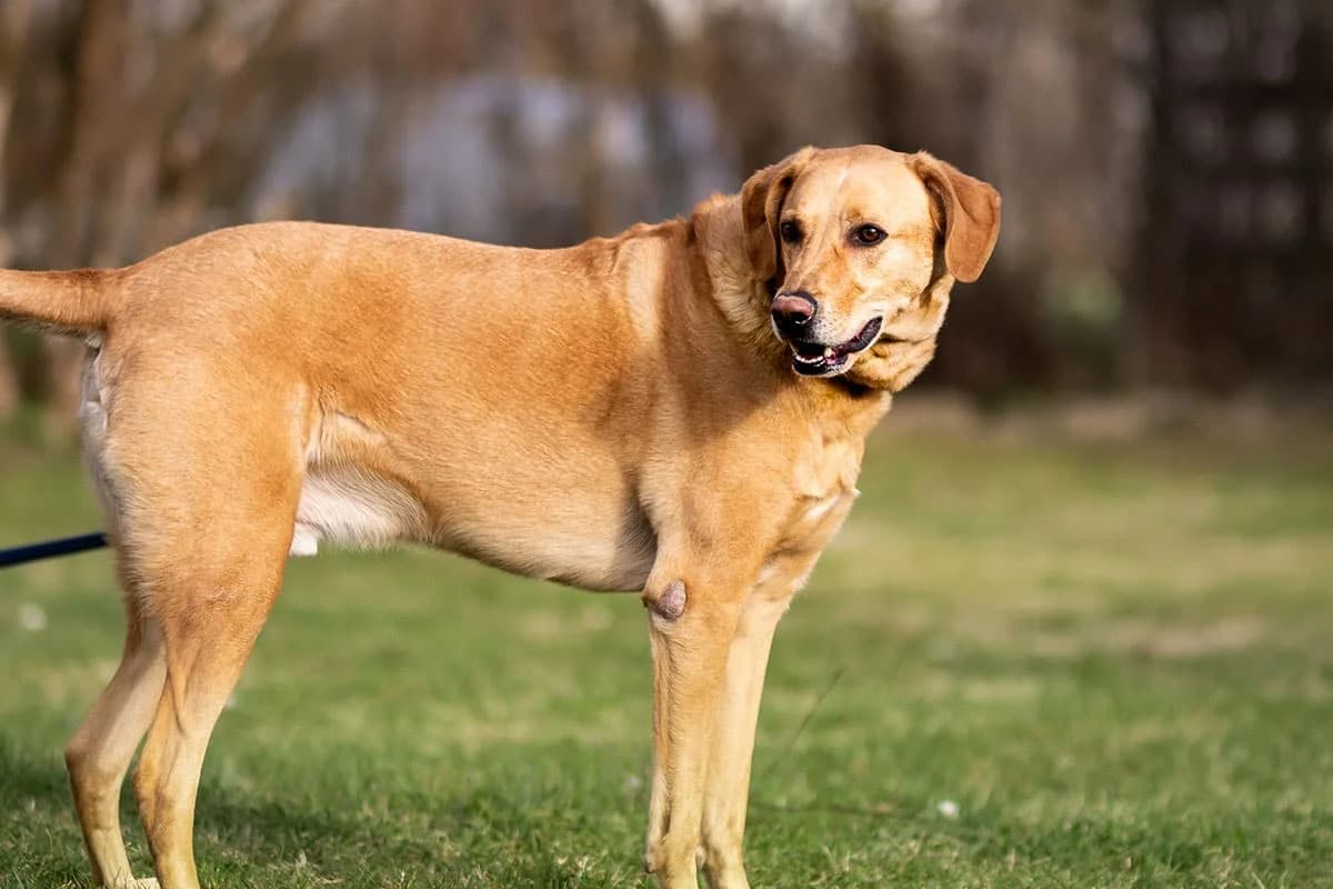 Boomer, male Mixed Breed for adoption at Kärntner Tierschutzverein Villach, Villach photo 2