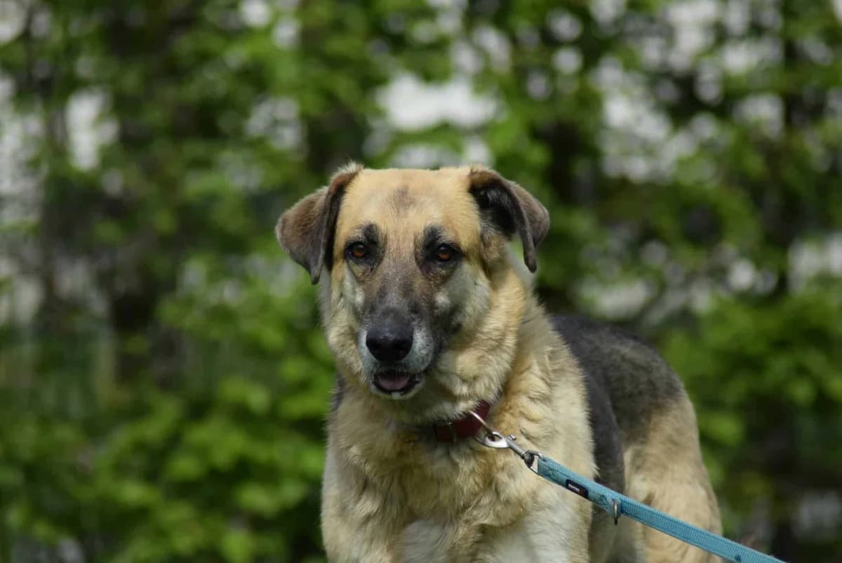 Zeus, male Mixed Breed for adoption at Villach