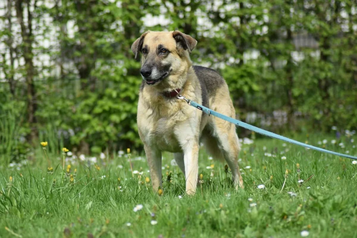 Zeus, male Mixed Breed for adoption at Kärntner Tierschutzverein Villach, Villach photo 2