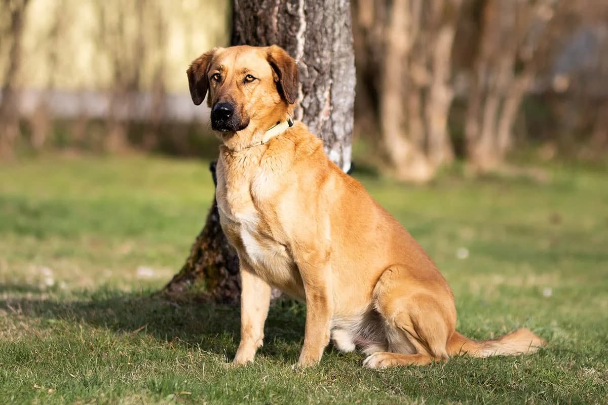 Clooney, braun male 7yo Mixed Breed for adoption at Kärntner Tierschutzverein Villach, Villach