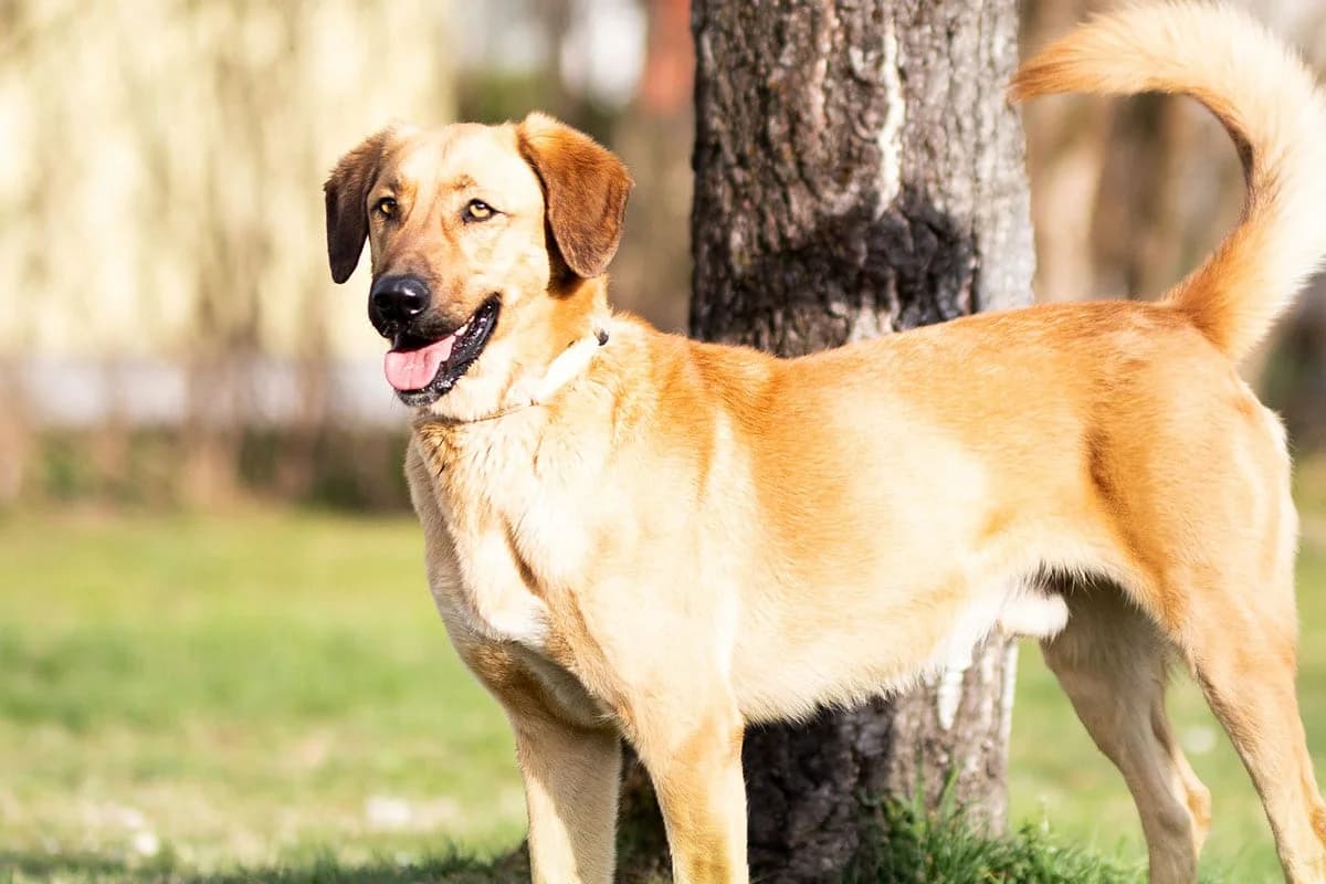 Clooney, male Mixed Breed for adoption at Kärntner Tierschutzverein Villach, Villach photo 2