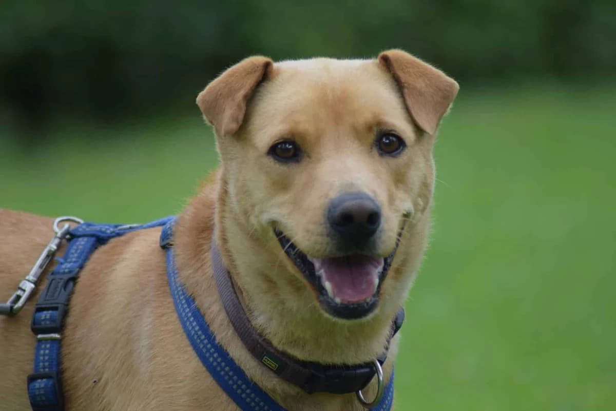Hugo, male Mixed Breed for adoption at Kärntner Tierschutzverein Villach, Villach photo 2
