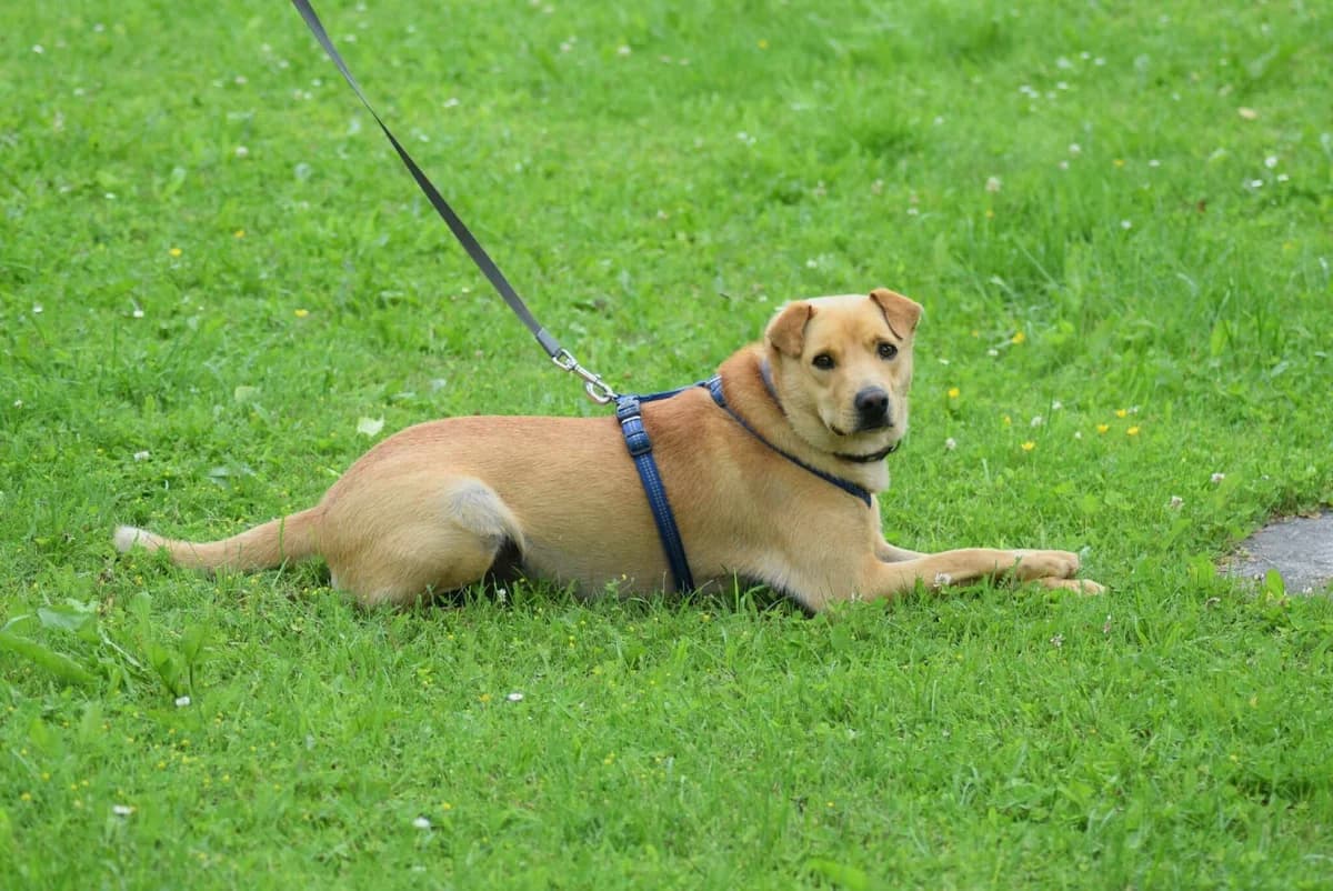 Hugo, male Mixed Breed for adoption at Kärntner Tierschutzverein Villach, Villach photo 3
