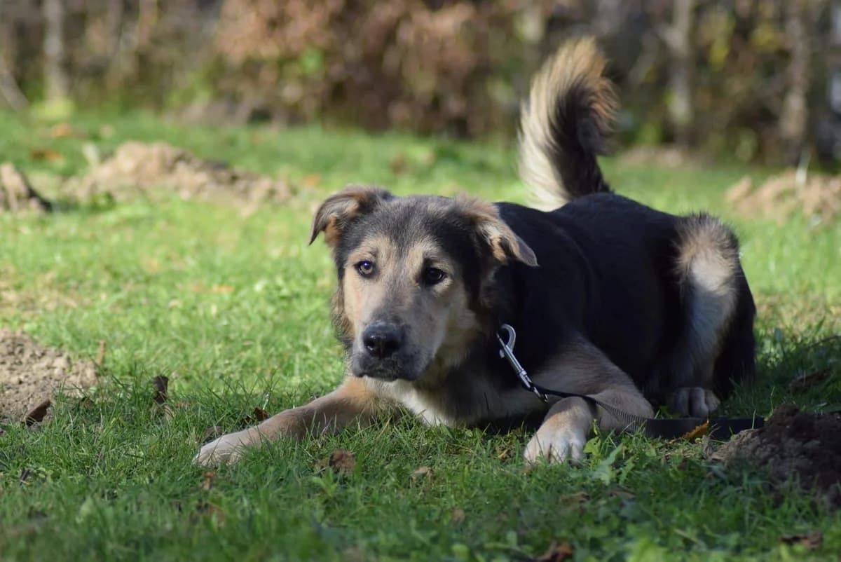 Blue, male Mixed Breed for adoption at Villach