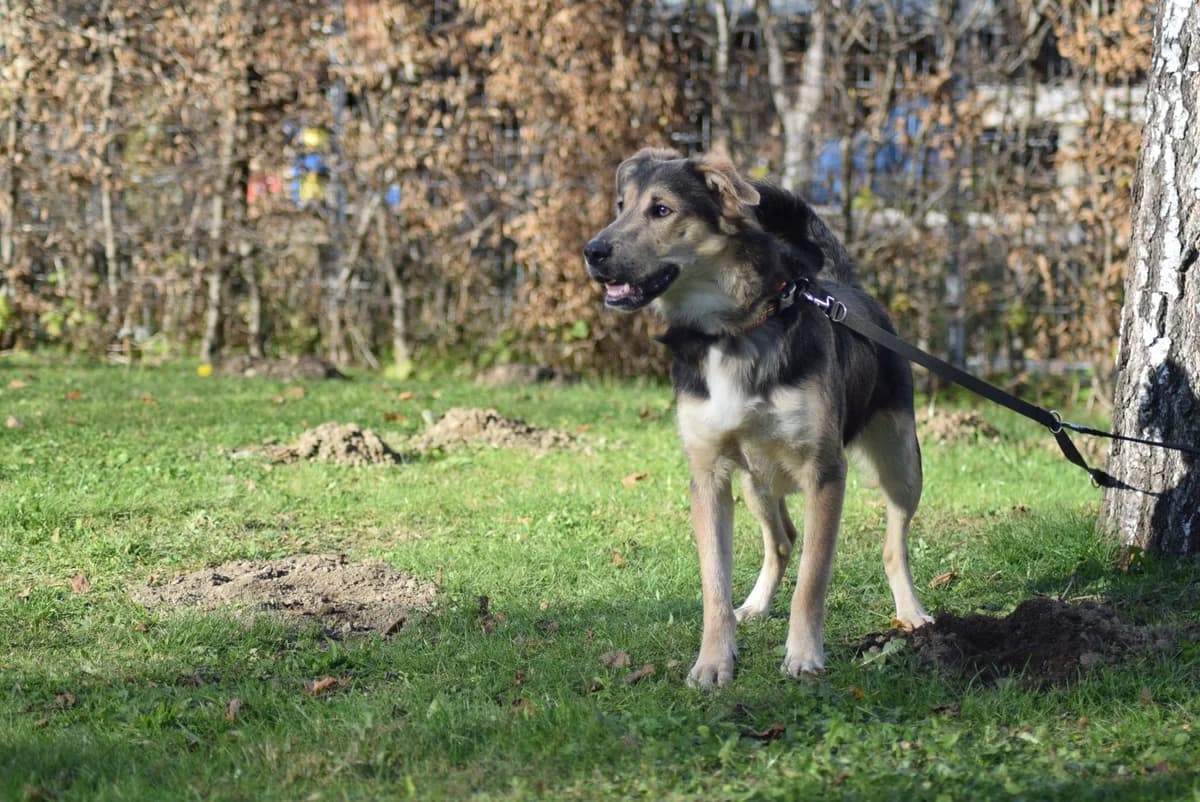 Blue, male Mixed Breed for adoption at Kärntner Tierschutzverein Villach, Villach photo 2