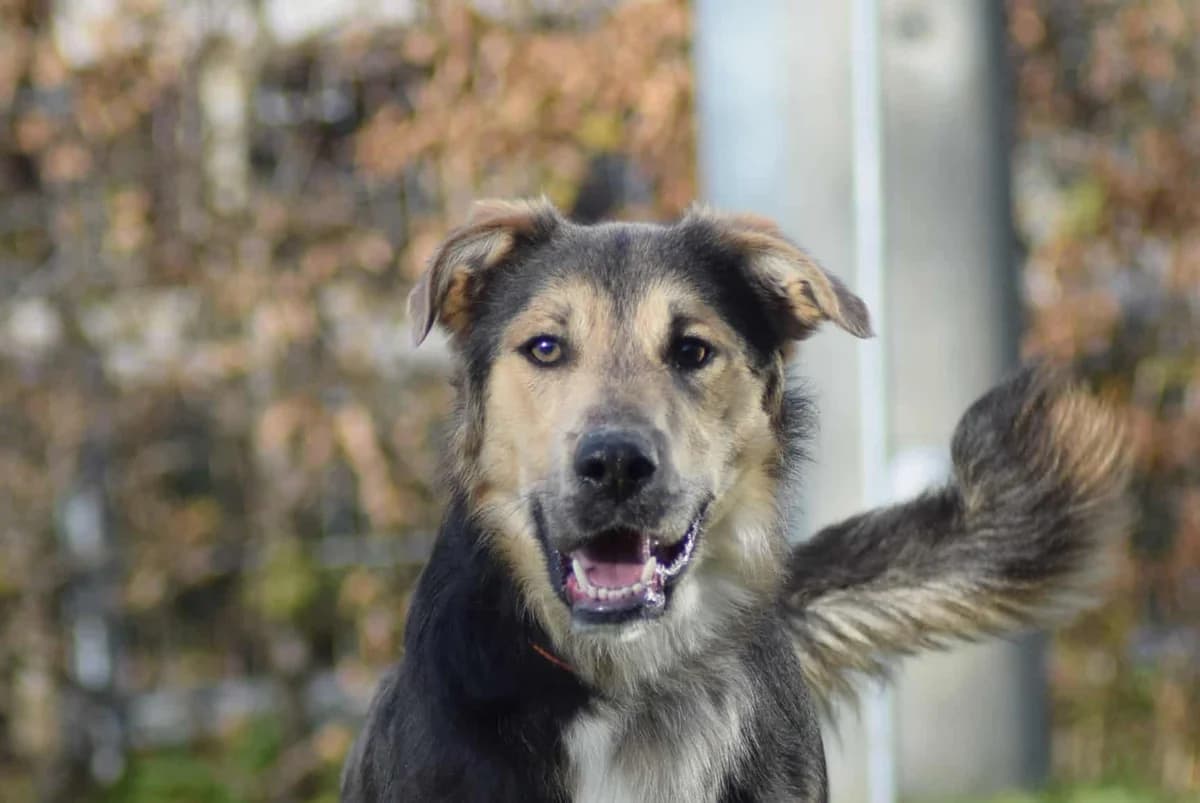 Blue, male Mixed Breed for adoption at Kärntner Tierschutzverein Villach, Villach photo 3