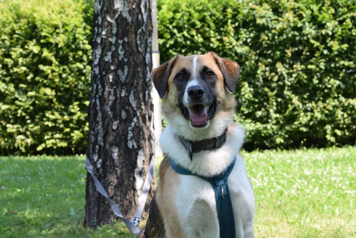 Tanja, braun- weiß female 3yo Mixed Breed for adoption at Kärntner Tierschutzverein Villach, Villach