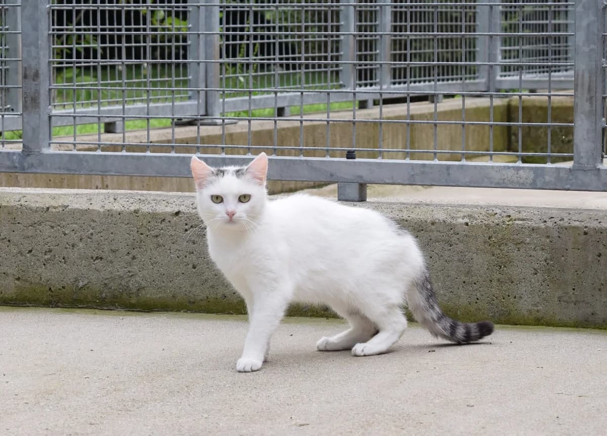 Rikki, female mixed breed for adoption at Villach